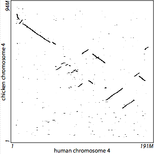 human vs. chicken: defaults